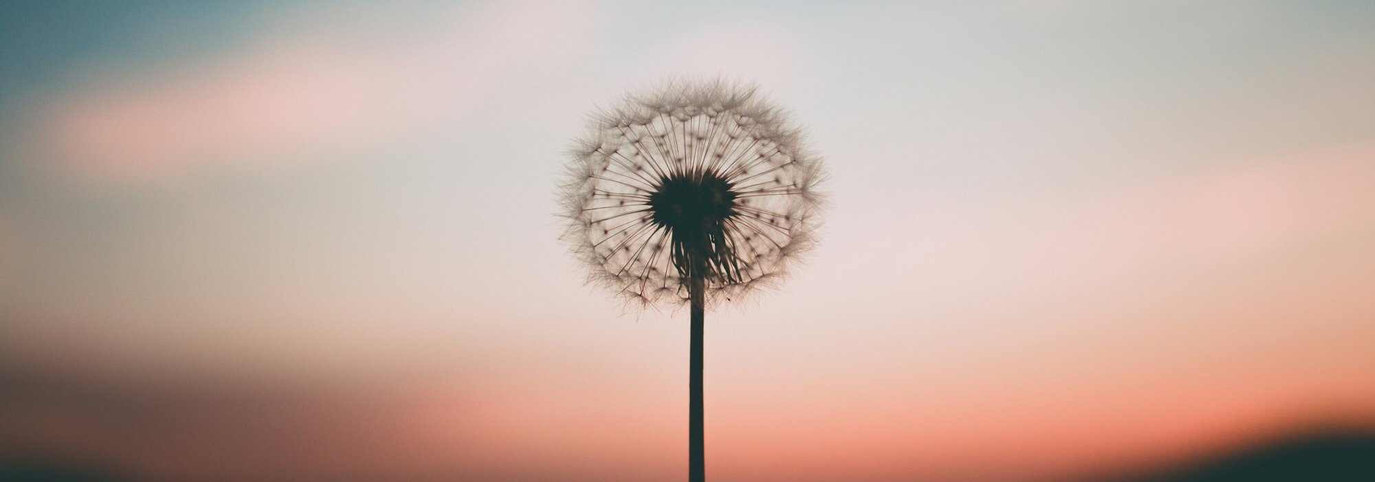 aleksandr-ledogorov-G-JJy-Yv_dA-unsplash (1)